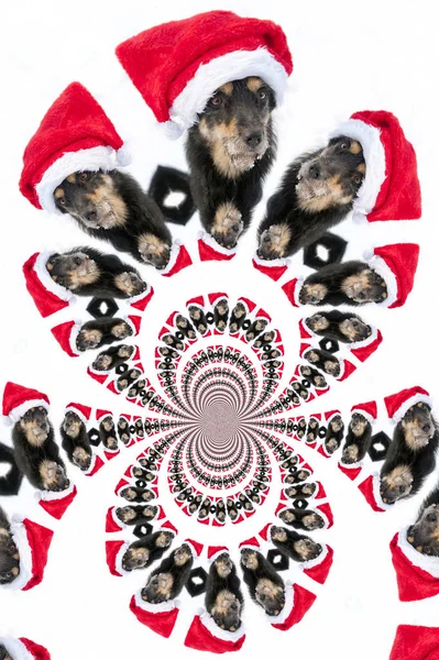 Kaleidoscopic Pattern Dog Based Own Reference Image — Stock Photo, Image