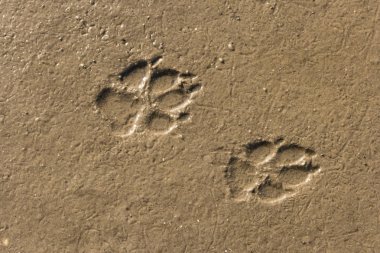 Beach, St. Peter-Ording üzerinde Almanya