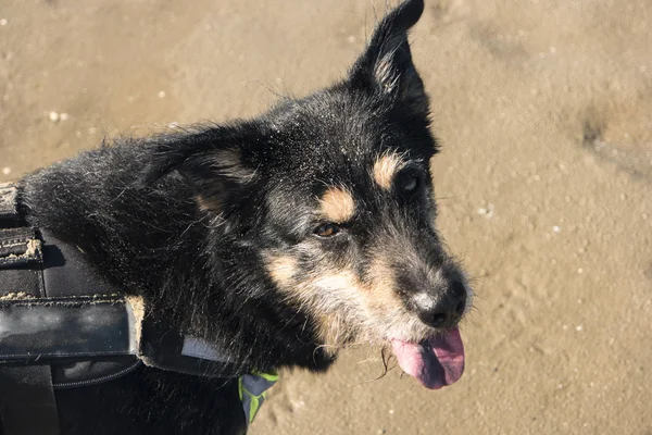 Het Strand Van Peter Ording Duitsland — Stockfoto