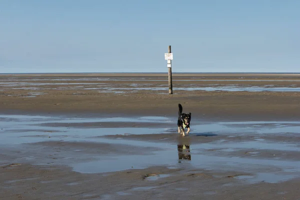 Plaży Peter Ording Niemczech — Zdjęcie stockowe