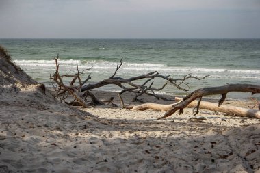 Almanya 'da Darss' ta Baltık kıyıları
