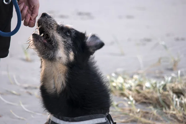 Chien Sur Plage Saint Pierre Ording Allemagne — Photo