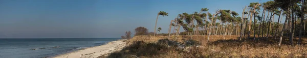 ドイツのダース海岸のパノラマビュー — ストック写真