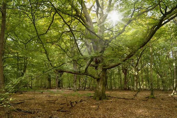 半岛的原始森林在德国 — 图库照片