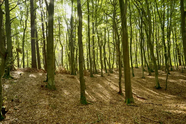 Forêt Primitive Sur Darss Allemagne — Photo