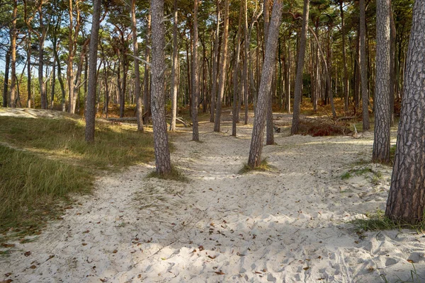 Bosque Primitivo Darss Alemania — Foto de Stock