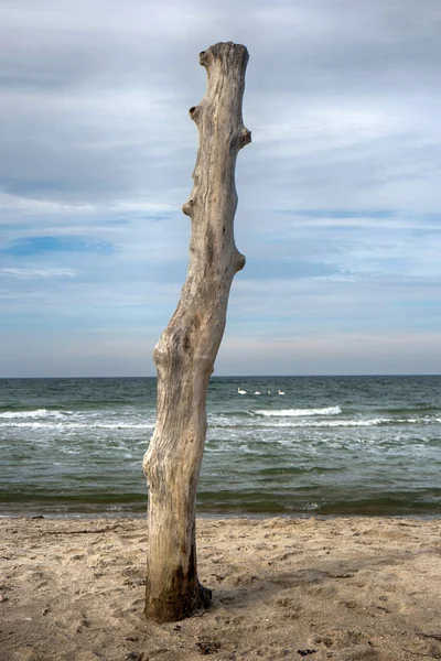 Costa Del Mar Báltico Darss Alemania — Foto de Stock