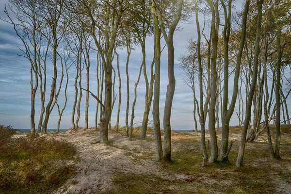 Bosque Primitivo Darss Alemania — Foto de Stock