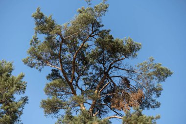 Çam ağacının tacı