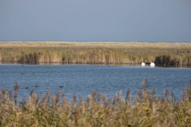 Darsser Ort Almanya 'da Darss Üzerinde