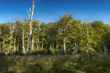 Darss Almanya'da ilkel orman