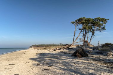 Almanya 'da Darss' ta Baltık kıyıları