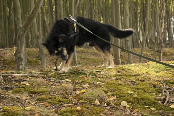 Hond Het Bos — Stockfoto