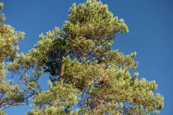 Çam Ağacının Tacı — Stok fotoğraf