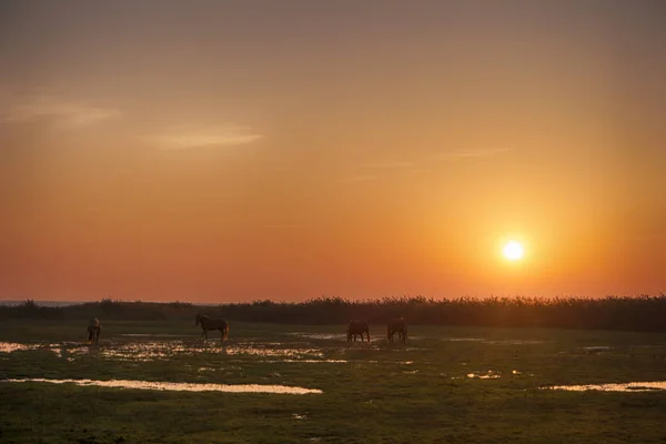 Восход Солнца Фишленде Германии — стоковое фото