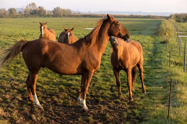 Paarden Bij Dageraad Fischland Duitsland — Stockfoto