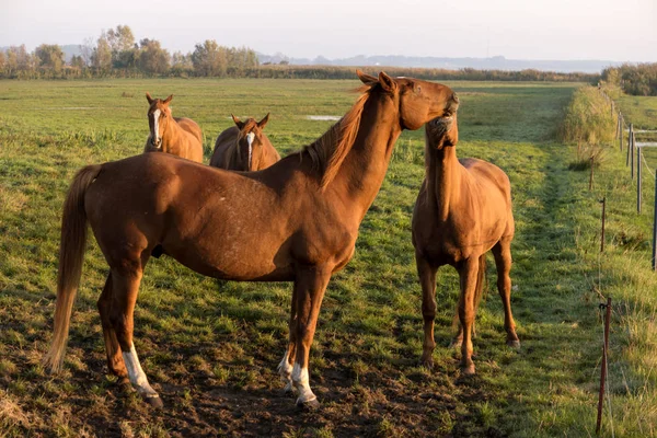 Paarden Bij Dageraad Fischland Duitsland — Stockfoto