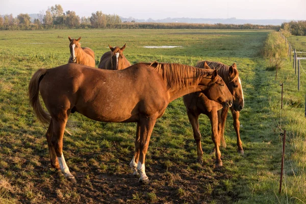 Pferde Morgengrauen Auf Dem Fischland Deutschland — Stockfoto
