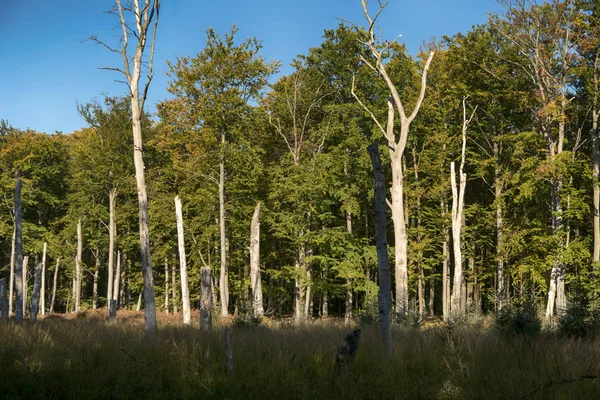 Primeval Forest Darss Germany — Stock Photo, Image