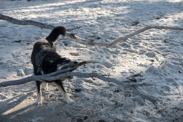 Perro Una Playa Alemania — Foto de Stock