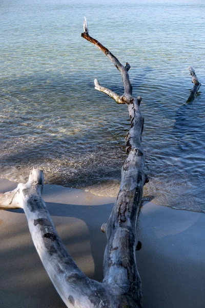 Baltic Sea Coast Darss Germany — Stock Photo, Image