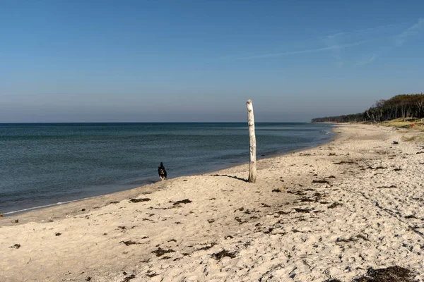 Ακτή Βαλτικής Θάλασσας Στο Darss Της Γερμανίας — Φωτογραφία Αρχείου