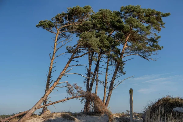 ドイツのダース島のバルト海沿岸 — ストック写真