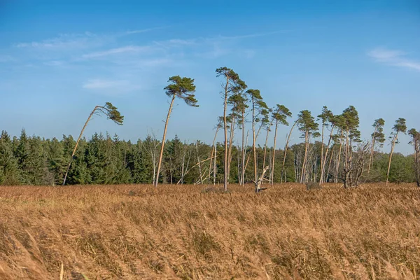 Pobřeží Baltského Moře Darssu Německu — Stock fotografie