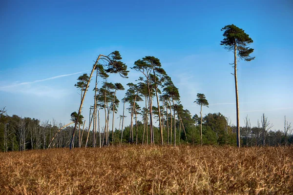 Baltic Sea Coast Darss Germany — Stock Photo, Image