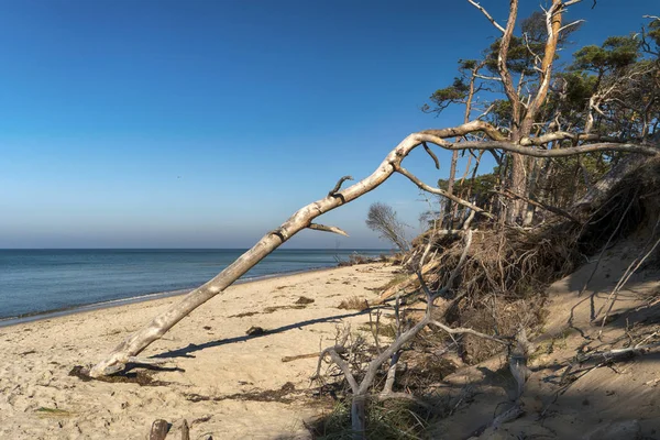 Costa Del Mar Báltico Darss Alemania — Foto de Stock