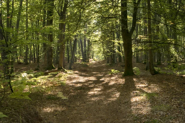 Первобытный Лес Дарссе Германии — стоковое фото