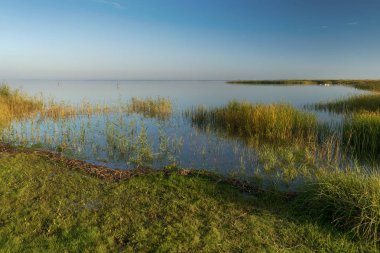 Bodden kuğular ile Almanya'da Fischland üzerinde