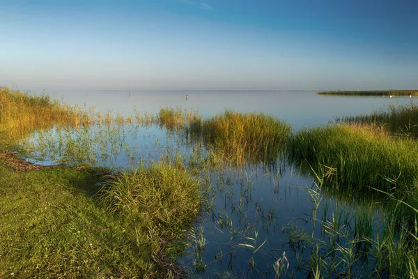 Bodden Fischland Alemania Con Cisnes —  Fotos de Stock