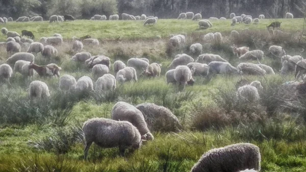 Sheep Herd Dosenmoor Schleswig Holstein Germany — Stock Photo, Image