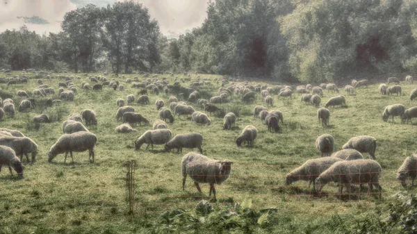 Mandria Pecore Nel Dosenmoor Nello Schleswig Holstein Germania — Foto Stock