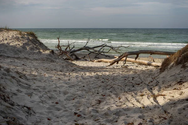 Ostseeküste Auf Dem Darß Deutschland — Stockfoto