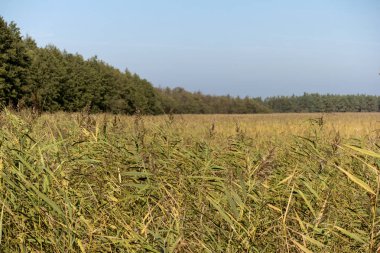 Darsser Ort Almanya 'da Darss Üzerinde