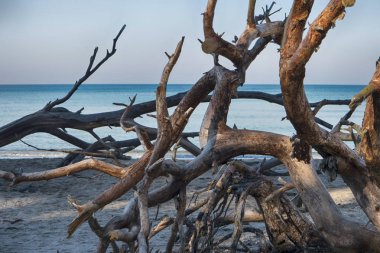 Almanya 'da Darss' ta Baltık kıyıları