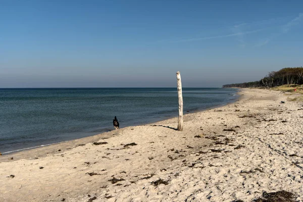 Costa Del Mar Baltico Darss Germania — Foto Stock