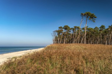 Almanya 'da Darss' ta Baltık kıyıları