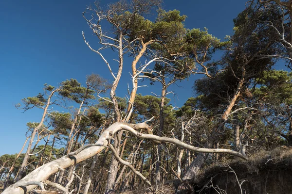 Östersjökusten Vid Darss Tyskland — Stockfoto