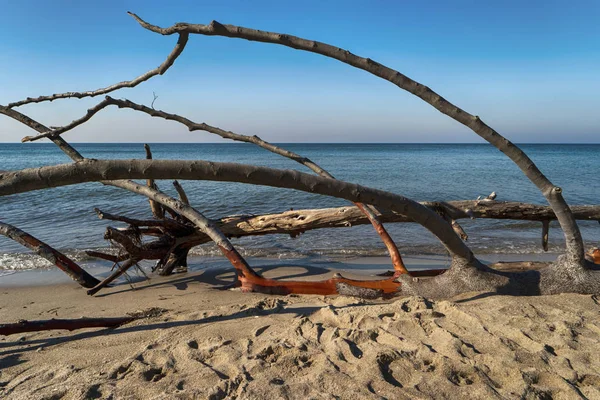 Costa Del Mar Báltico Darss Alemania — Foto de Stock