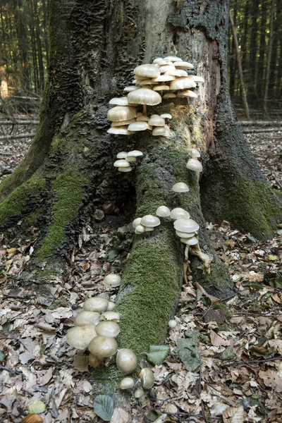 Setas Árbol Tocón Árbol Bosque Darss — Foto de Stock