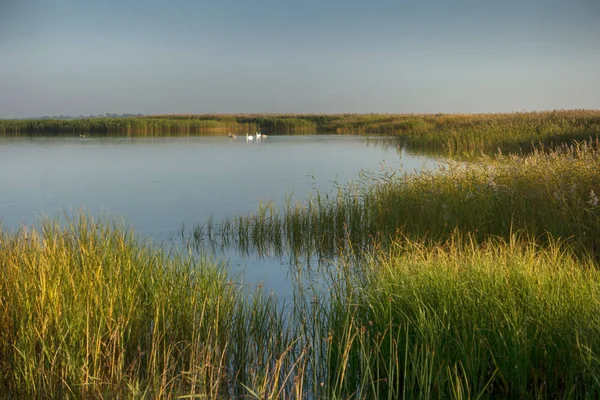 Bodden Fischland Alemania Con Cisnes —  Fotos de Stock