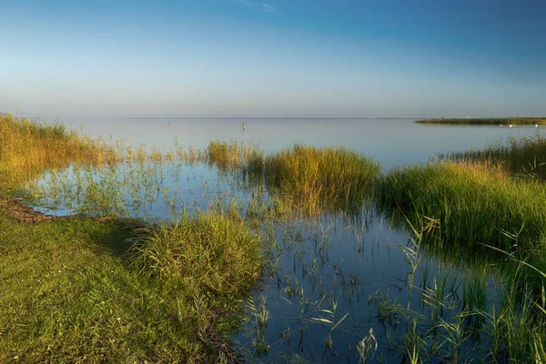 Bodden Fischland Tyskland Med Svanar — Stockfoto