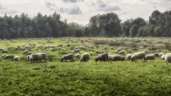 德国石勒苏益格 荷尔斯泰因 Dosenmoor 的绵羊群 — 图库照片