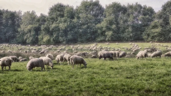 德国石勒苏益格 荷尔斯泰因 Dosenmoor 的绵羊群 — 图库照片