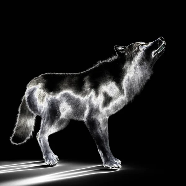 Ilustración Digital Lobo — Foto de Stock