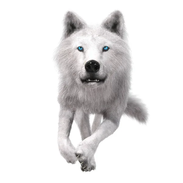 Digital Illustration Wolf — Stock Photo, Image