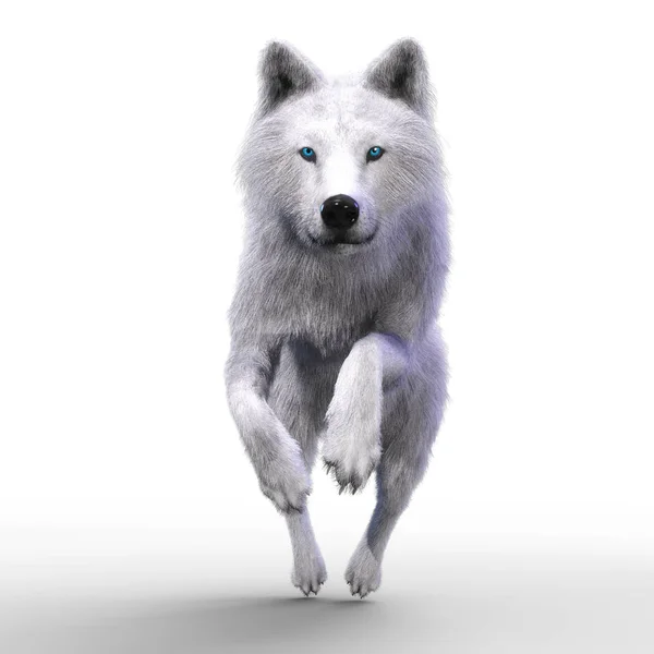 Digital Illustration Wolf — Stock Photo, Image